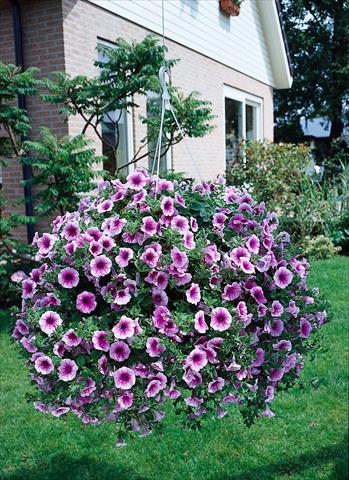 Foto de variedad de flores para ser usadas como: Maceta, planta de temporada, patio Petunia Surfinia Classic® Rose Vein®