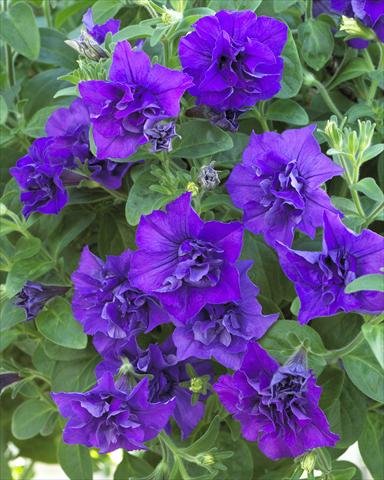 Foto de variedad de flores para ser usadas como: Maceta, planta de temporada, patio Petunia Surfinia Double® Blue Star®
