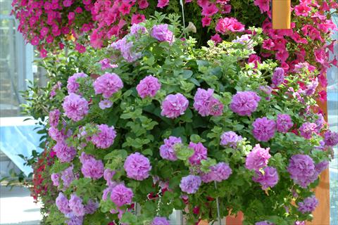 Foto de variedad de flores para ser usadas como: Maceta, planta de temporada, patio Petunia Surfinia Double® Lilac®