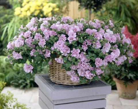 Foto de variedad de flores para ser usadas como: Maceta, planta de temporada, patio Petunia Surfinia Double® Pink®