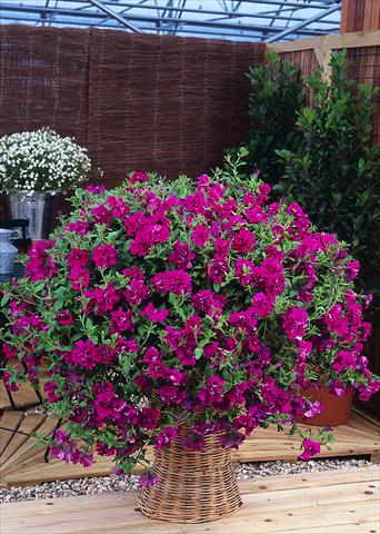 Foto de variedad de flores para ser usadas como: Maceta, planta de temporada, patio Petunia pendula Surfinia® Double Purple