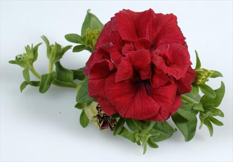 Foto de variedad de flores para ser usadas como: Maceta, planta de temporada, patio Petunia Surfinia Doulbe® Red®