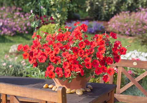 Foto de variedad de flores para ser usadas como: Maceta, planta de temporada, patio Petunia Surfinia Impulz® Red®