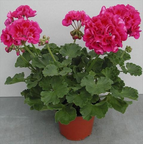 Foto de variedad de flores para ser usadas como: Maceta o Tarrina de colgar Pelargonium zonale pac® Flower Fairy Berry®