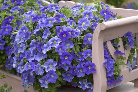 Foto de variedad de flores para ser usadas como: Maceta, planta de temporada, patio Petunia Surfinia Impulz® Sky Blue Eyes®