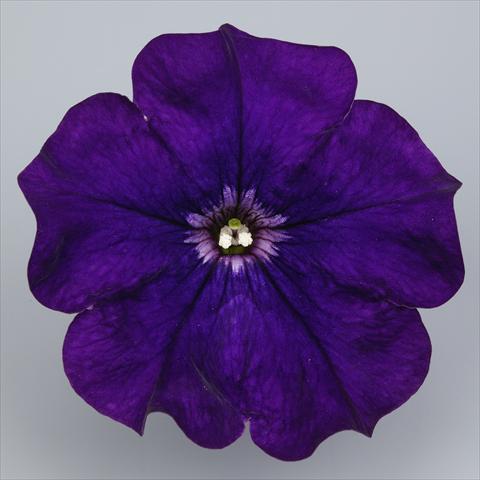 Foto de variedad de flores para ser usadas como: Maceta, planta de temporada, patio Petunia Surfinia Impulz® Violet®