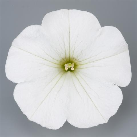 Foto de variedad de flores para ser usadas como: Maceta, planta de temporada, patio Petunia Surfinia Impulz® White®