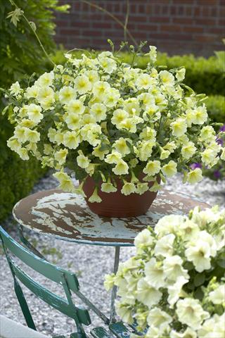 Foto de variedad de flores para ser usadas como: Maceta, planta de temporada, patio Petunia Surfinia Impulz® Yellow®