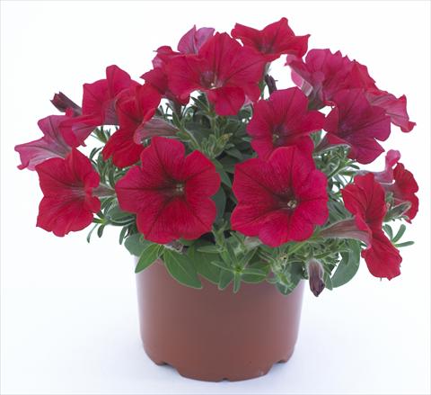 Foto de variedad de flores para ser usadas como: Maceta, planta de temporada, patio Petunia Surfinia Table® Dark Red®