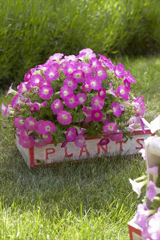 Foto de variedad de flores para ser usadas como: Maceta, planta de temporada, patio Petunia Surfinia Table® Pink Morn®
