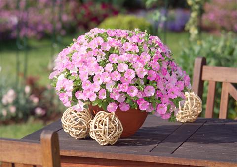 Foto de variedad de flores para ser usadas como: Maceta, planta de temporada, patio Petunia Surfinia Table® Soft Pink®