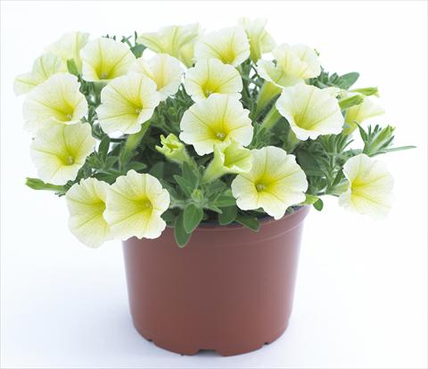Foto de variedad de flores para ser usadas como: Maceta, planta de temporada, patio Petunia Surfinia Table® Yellow®