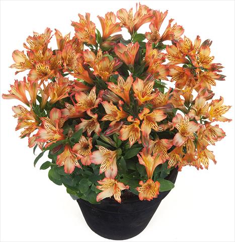 Foto de variedad de flores para ser usadas como: Maceta y planta de temporada Alstroemeria Inticancha® Brice