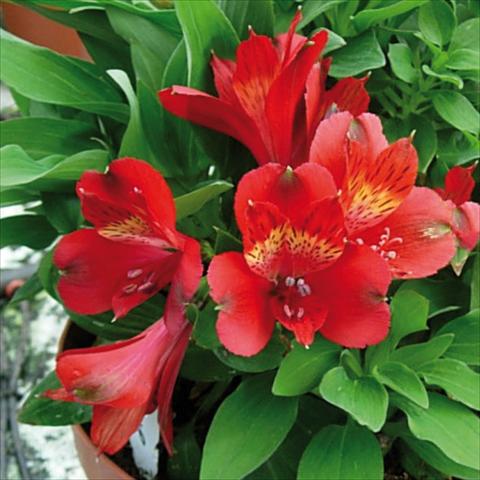 Foto de variedad de flores para ser usadas como: Maceta y planta de temporada Alstroemeria Inticancha® Doba