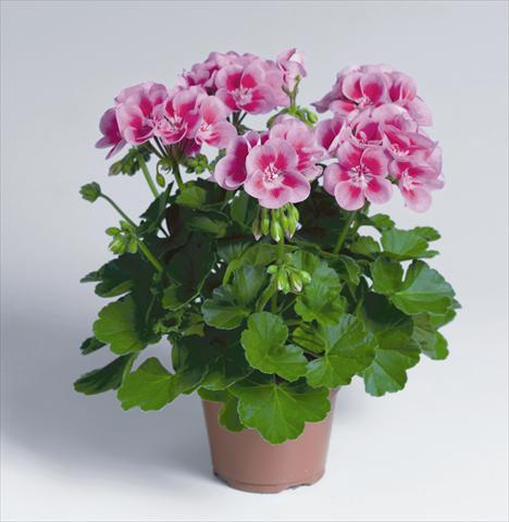 Foto de variedad de flores para ser usadas como: Maceta o Tarrina de colgar Pelargonium zonale pac® Flower Fairy Rose®