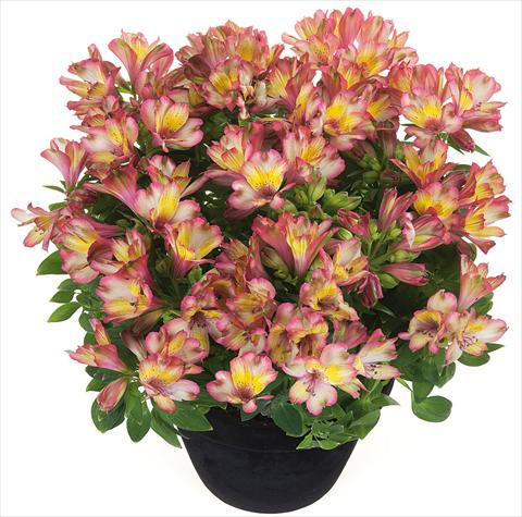 Foto de variedad de flores para ser usadas como: Maceta y planta de temporada Alstroemeria Inticancha® Indian Summer