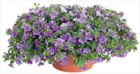 Foto de variedad de flores para ser usadas como: Maceta, planta de temporada, patio Calibrachoa Lindura® fides® Light Blue
