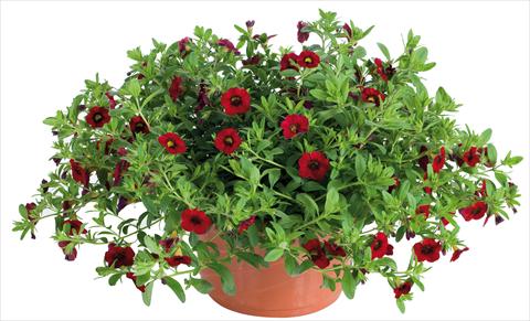 Foto de variedad de flores para ser usadas como: Maceta, planta de temporada, patio Calibrachoa Lindura® fides® Red