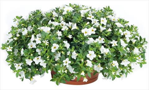 Foto de variedad de flores para ser usadas como: Maceta, planta de temporada, patio Calibrachoa Lindura® fides® White
