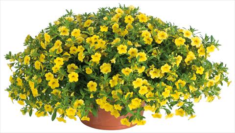 Foto de variedad de flores para ser usadas como: Maceta, planta de temporada, patio Calibrachoa Lindura® fides® Yellow