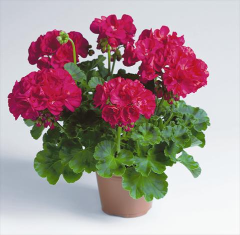 Foto de variedad de flores para ser usadas como: Maceta o Tarrina de colgar Pelargonium zonale pac® Foxy