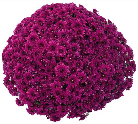 Foto de variedad de flores para ser usadas como: Maceta y planta de temporada Chrysanthemum Korus