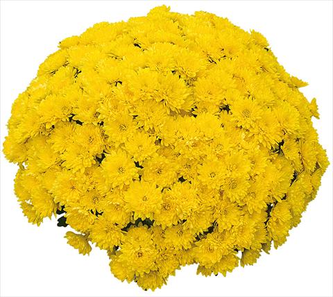 Foto de variedad de flores para ser usadas como: Maceta y planta de temporada Chrysanthemum Mila