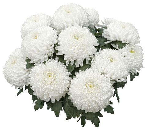 Foto de variedad de flores para ser usadas como: Maceta y planta de temporada Chrysanthemum Nikita