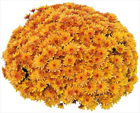 Foto de variedad de flores para ser usadas como: Maceta y planta de temporada Chrysanthemum Pasoa® Miel