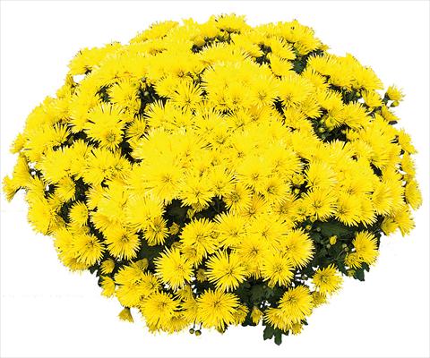 Foto de variedad de flores para ser usadas como: Maceta y planta de temporada Chrysanthemum Vinci Jaune