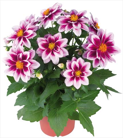 Foto de variedad de flores para ser usadas como: Maceta y planta de temporada Dahlia Dahlinova® fides® Florida