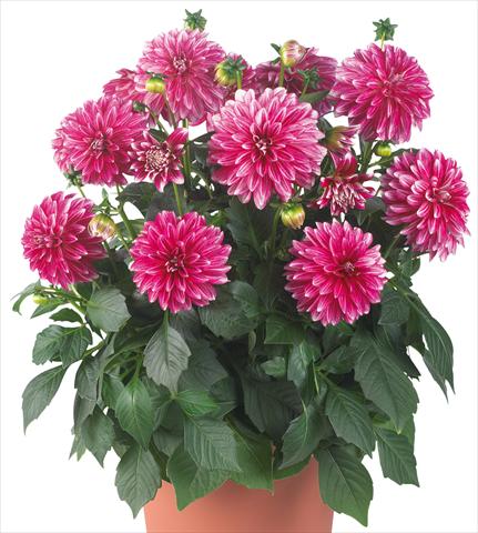 Foto de variedad de flores para ser usadas como: Maceta y planta de temporada Dahlia Dahlinova® Hypnotica fides® Cherish Pink