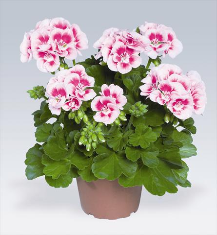 Foto de variedad de flores para ser usadas como: Maceta o Tarrina de colgar Pelargonium zonale pac® Flower Fairy White Splash®