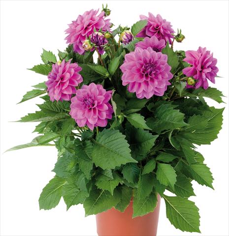 Foto de variedad de flores para ser usadas como: Maceta y planta de temporada Dahlia Dahlinova® Hypnotica fides® Lavender