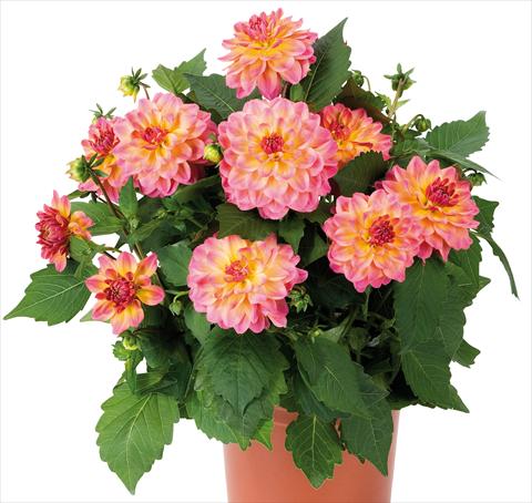Foto de variedad de flores para ser usadas como: Maceta y planta de temporada Dahlia Dahlinova® Hypnotica fides® Rose Bicolor