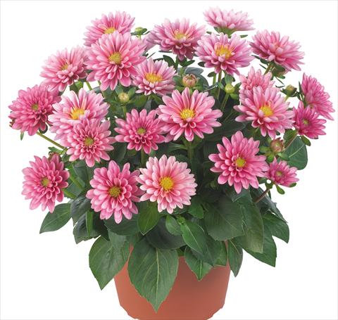 Foto de variedad de flores para ser usadas como: Maceta y planta de temporada Dahlia Dahlinova® Longlife fides® Hudson