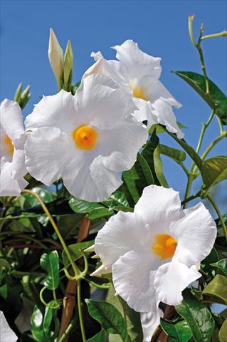 Foto de variedad de flores para ser usadas como: Patio, Maceta Dipladenia Diamantina® Agathe White 501
