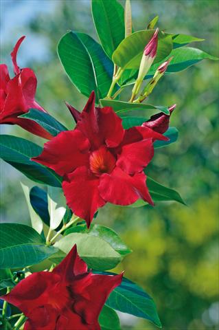 Foto de variedad de flores para ser usadas como: Patio, Maceta Dipladenia Diamantina® Jade Red 205