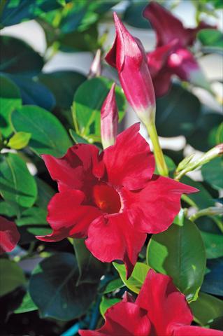 Foto de variedad de flores para ser usadas como: Patio, Maceta Dipladenia Diamantina® Jade Scarlet 203