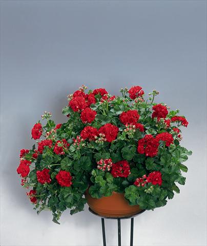 Foto de variedad de flores para ser usadas como: Planta de temporada, patio, Tarrina de colgar Pelargonium peltatum pac® Red Sybil