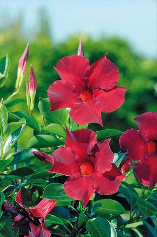 Foto de variedad de flores para ser usadas como: Patio, Maceta Dipladenia Diamantina® Opale Grenat 401