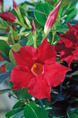 Foto de variedad de flores para ser usadas como: Patio, Maceta Dipladenia Diamantina® Rubis Fuchsia 101