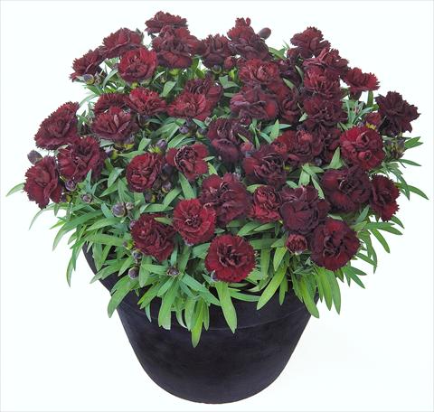 Foto de variedad de flores para ser usadas como: Tarrina de colgar / Maceta Dianthus Sunflor® Black Money