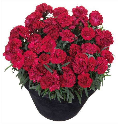 Foto de variedad de flores para ser usadas como: Tarrina de colgar / Maceta Dianthus Sunflor® Dynamite
