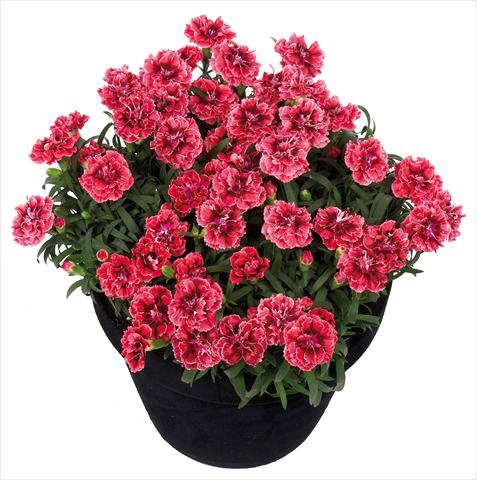 Foto de variedad de flores para ser usadas como: Tarrina de colgar / Maceta Dianthus Sunflor® Metallica